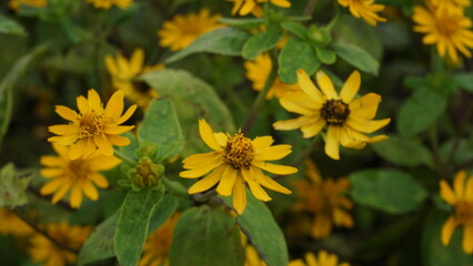 Beautiful collection of sunflowers