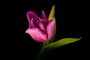 fioletowy tulipan na czarnym tle. Idealne na bukiet, miłosne życzenia i urodziny. Kwiat, życzliwość, przyjaźń. Wszystkie słowa zawarte w jednym kwiatku. Prezent dla kobiety, mężczyzna dla rodziców.