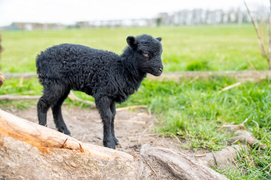 Newborn black lamb, 1 week old.