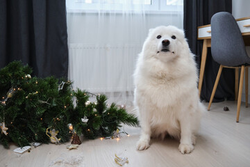 Dog sitting near dropped christmas tree in living room. Guilty puppy.