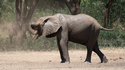 Elefantenbad Elephant bath