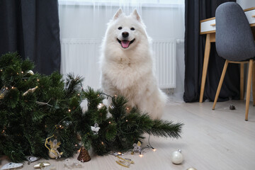 Dog sitting near dropped christmas tree in living room. Guilty puppy.