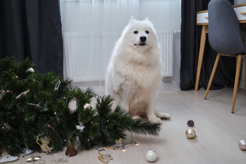 Dog sitting near dropped christmas tree in living room. Guilty puppy.