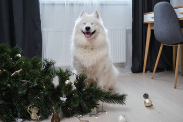 Dog sitting near dropped christmas tree in living room. Guilty puppy.
