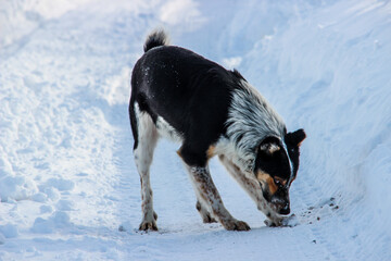 Fototapeta na wymiar A beautiful dog with a red-black muzzle and short ears, walking in the snow. A three-haired street dog on a background of white snow. A multicolored dog walks down the street on a winter day. A border