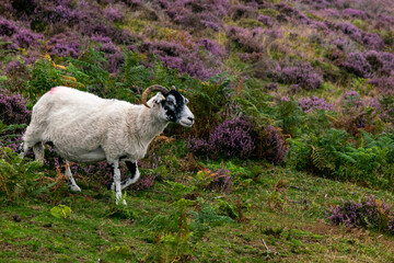 Fototapeta premium Black and white sheep walking down the hill, farm animal roaming freely in purple heather bushes on hillside in Peak District National Park