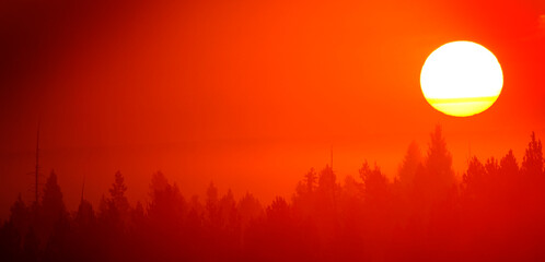 Sunlight Golden Orange in Morning Mist Fog in Pine Tree Forest Wilderness