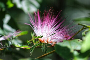 The enchanting beauty of the flower of the Albizia julibrissin tree.