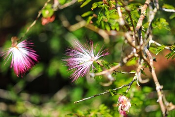 The enchanting beauty of the flower of the Albizia julibrissin tree.