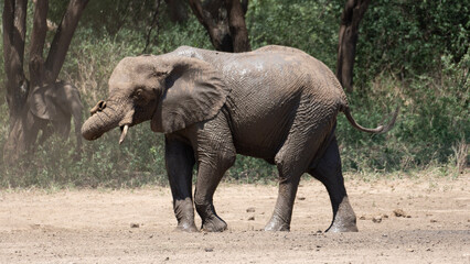 Elefantenbad Elephant bath