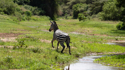 zebra in the zoo