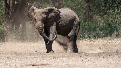 Fototapeta premium elephants in the wild