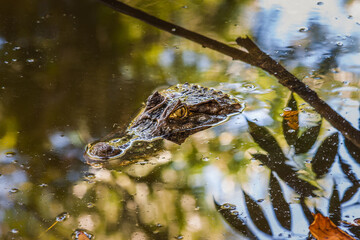 Caiman with its head half submerged in a mangrove swamp in Costa Rica