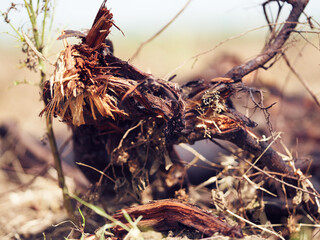 uprooted tree