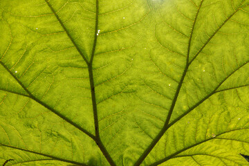 Naklejka na ściany i meble Tropical green leaf micro texture