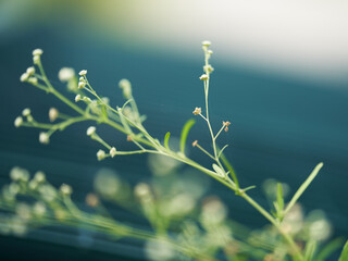 grass and blue sky
