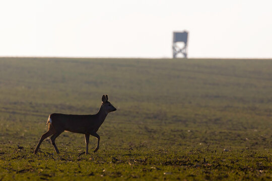 Roe deers in the meadow