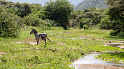 zebra in the park