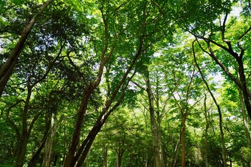 新緑の森の癒し