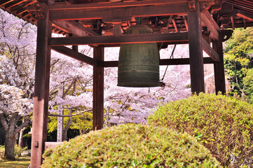世界遺産京都醍醐寺の鐘楼と桜