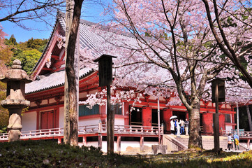 世界遺産京都醍醐寺の桜