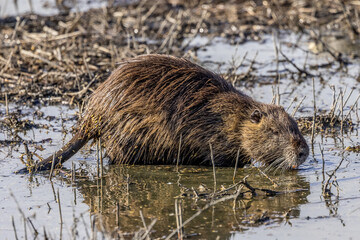 Reflection of a coypu feeding in the Camargue, France