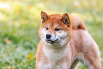 Dog breed shiba-inu in the park on a blurred background