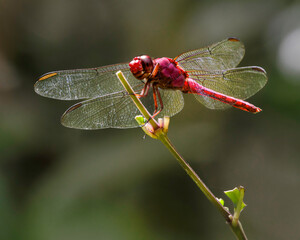 A dragonfly perched on top of a plant