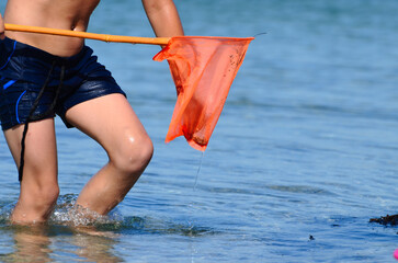 Boy with net catching shrimps in transparent sea water, summer leisure for childrend, vacation