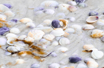Sea shells,shells background,summer beach shells wallpaper