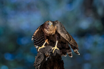 Cooper's Hawk (Accipiter cooperii) Ready to go Hunting