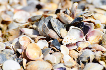 Sea shells,shells background,summer beach shells wallpaper