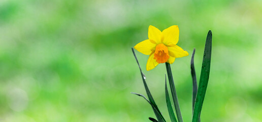 Yellow daffodil on a light green blurred background
