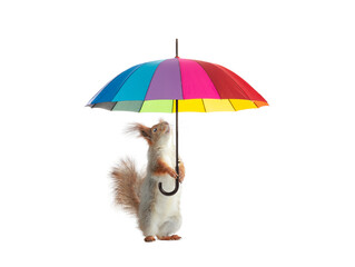 squirrel holding colorful umbrella isolated on white background