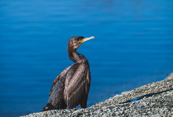 Close-up of a great cormorant resting on the coast