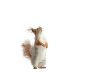squirrel stands on its hind legs and looks up isolated on a white background © fotomaster