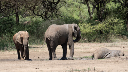 Fototapeta premium elephants in the savannah