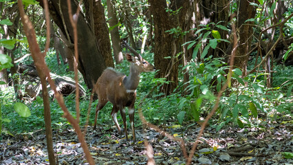 squirrel in the forest