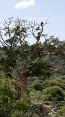 Fototapeta premium bird on a tree