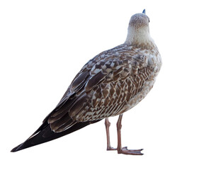 White and grey seagull