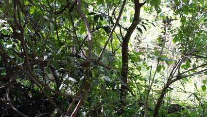 green leaves in the forest