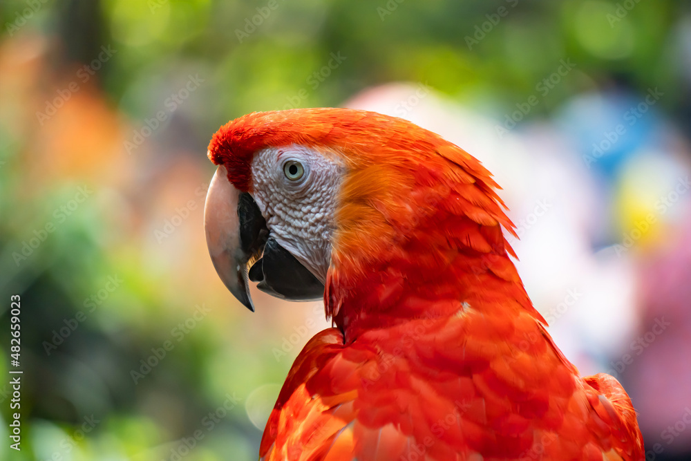 Poster red macaws are facing from behind.