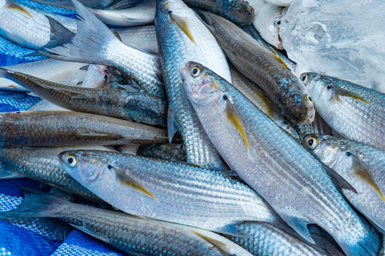 A mullet fish laying on a blue tarp, freshly caught by fishermen.