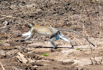 baboon sitting on a rock