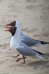 two birds walking on beach at jurmala