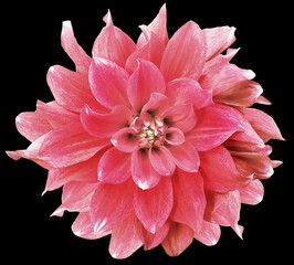 Watercolor pink dahlia.  flower  on black isolated background with clipping path. Closeup. Flower on a green stem. Nature.