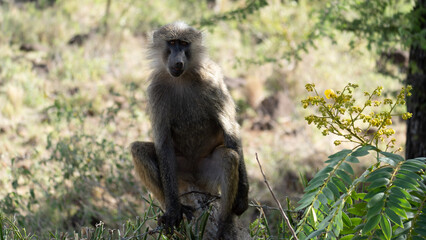 baboon sitting on the ground