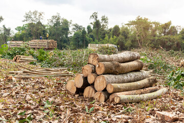 Logs of rubber tree,  Raw Rubber tree, Para rubber Tree cut lumber industry with truck in rubber ...