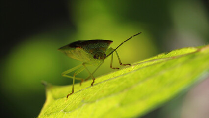 Hawthorn shield bug ( Acanthosoma haemorrhoidale ) crawling on a green common dogwood leaf ( cornus...