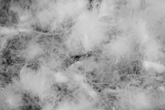 nice white duck down. texture or background